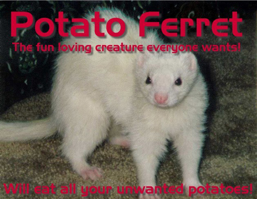 Potato Ferret