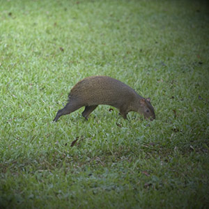 agouti