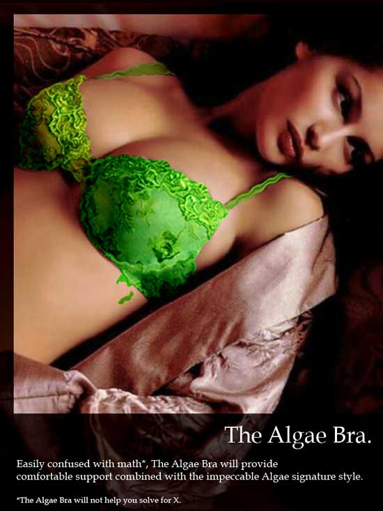 algae bra
