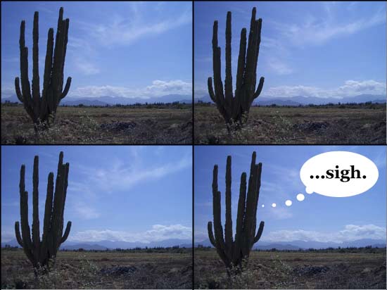 lonely cactus